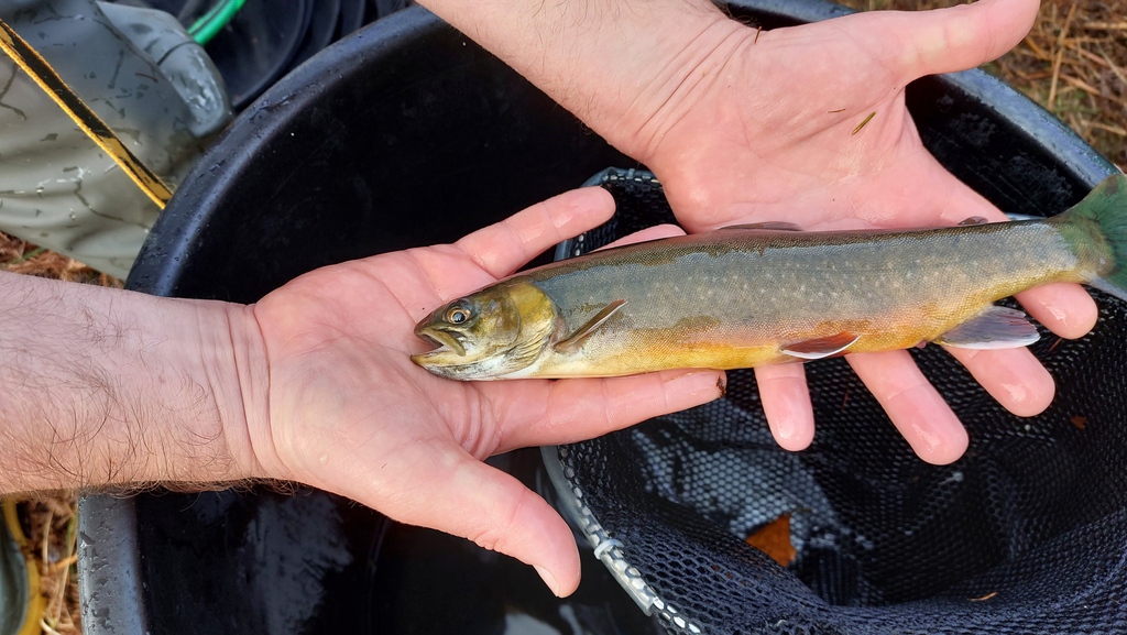 The cold clear nights of late November are when the Arctic Char leave Ennerdale Water to spawn in the River Liza. Every year the Environment Agency check the population's physical and genetic health. Thanks to Wild Ennerdale volunteer Steve for this photo from last week.