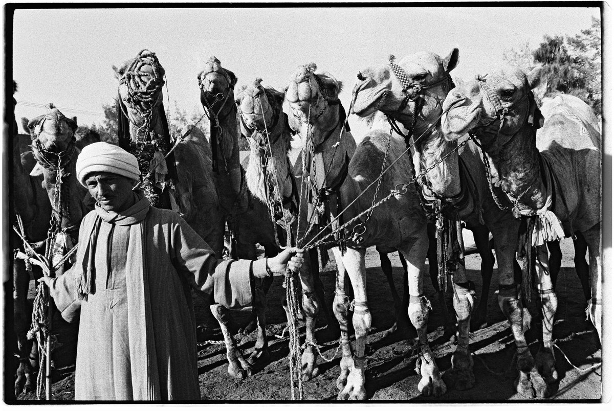 brianwertheim's tweet image. Camel market in Egypt, 2023 on @ILFORDPhoto #HP5 #35mm #leica