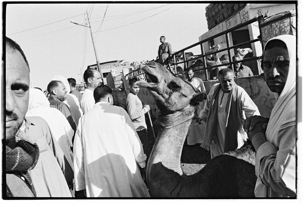 brianwertheim's tweet image. Camel market in Egypt, 2023 on @ILFORDPhoto #HP5 #35mm #leica