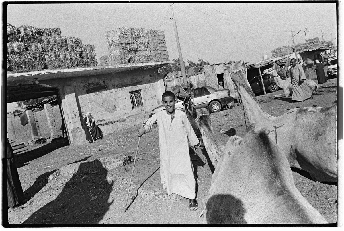 brianwertheim's tweet image. Camel market in Egypt, 2023 on @ILFORDPhoto #HP5 #35mm #leica