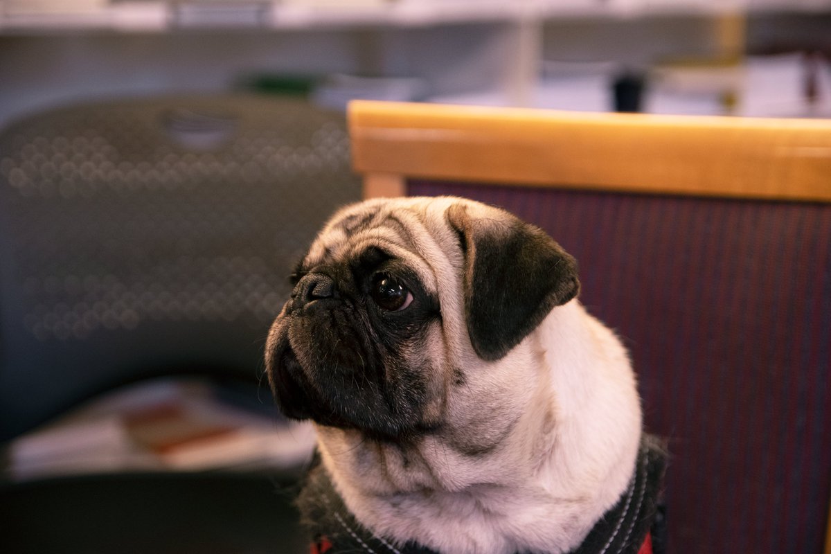 HDS Library tweet media