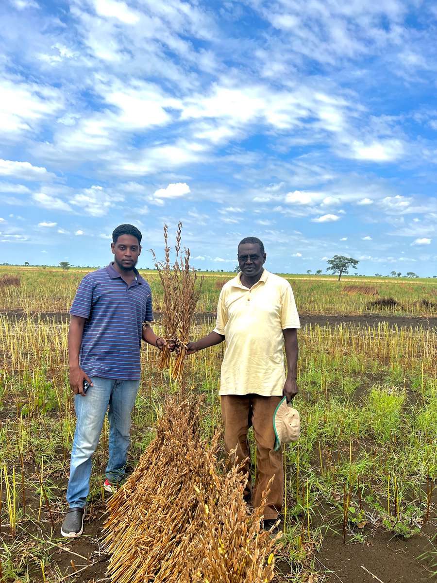 بفضل الله اولاً ثم مجهودات الجنقو العظيمة 😂💪🏽
قدرنا ننجح موسمنا الزراعي في (محلية باسندة -ولاية القضارف ) تمكنا من زراعة (الذرة ،عباد الشمس، السمسم والتسالي) وكانت للحزم التقنية في الزراعة الاثر الاكبر لنجاح الموسم،وذلك بقيادة معلم الاجيال،الدكتور و الباشمهندس خالد الجاك(٤/١) ⬇️