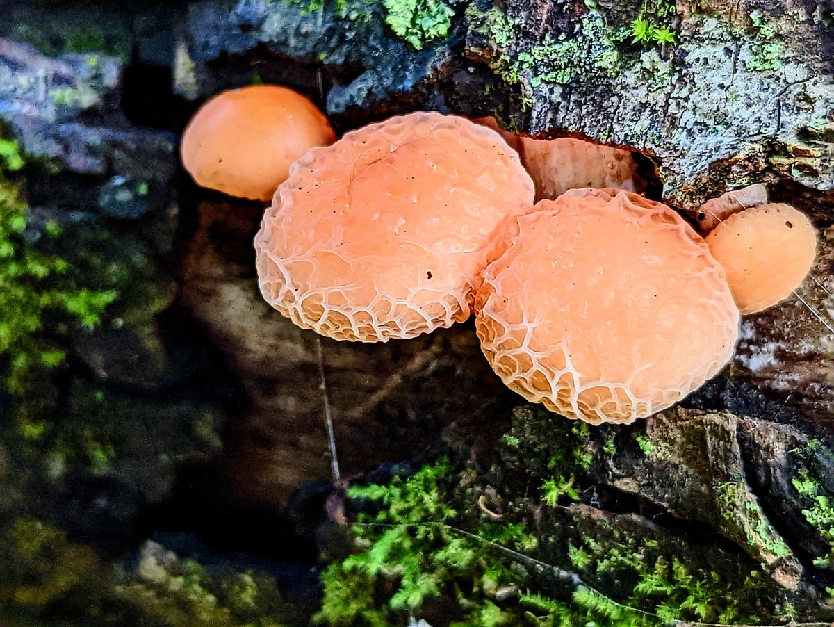 Last wrinkled peach of the year.