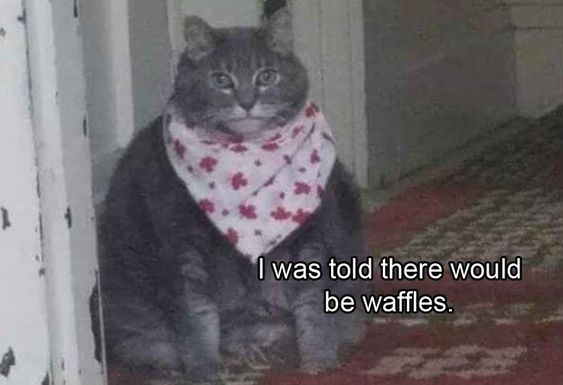 WholesomeMemes (@wholesomememe) on Twitter photo 