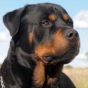 Rottweiler tweet media