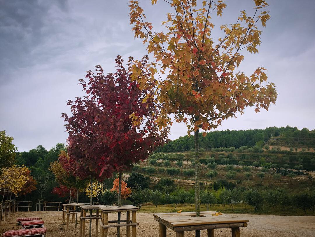 S’acosten dates molt especials... i tenim la idea que necessites per fer un bon regal ben original: un XEC REGAL per a dues persones per iniciar-se al món de l’oli d’oliva verge extra. Amb visita guiada i maridatge.

Podràs adquirir-lo per 40€ a olimigjorn.com