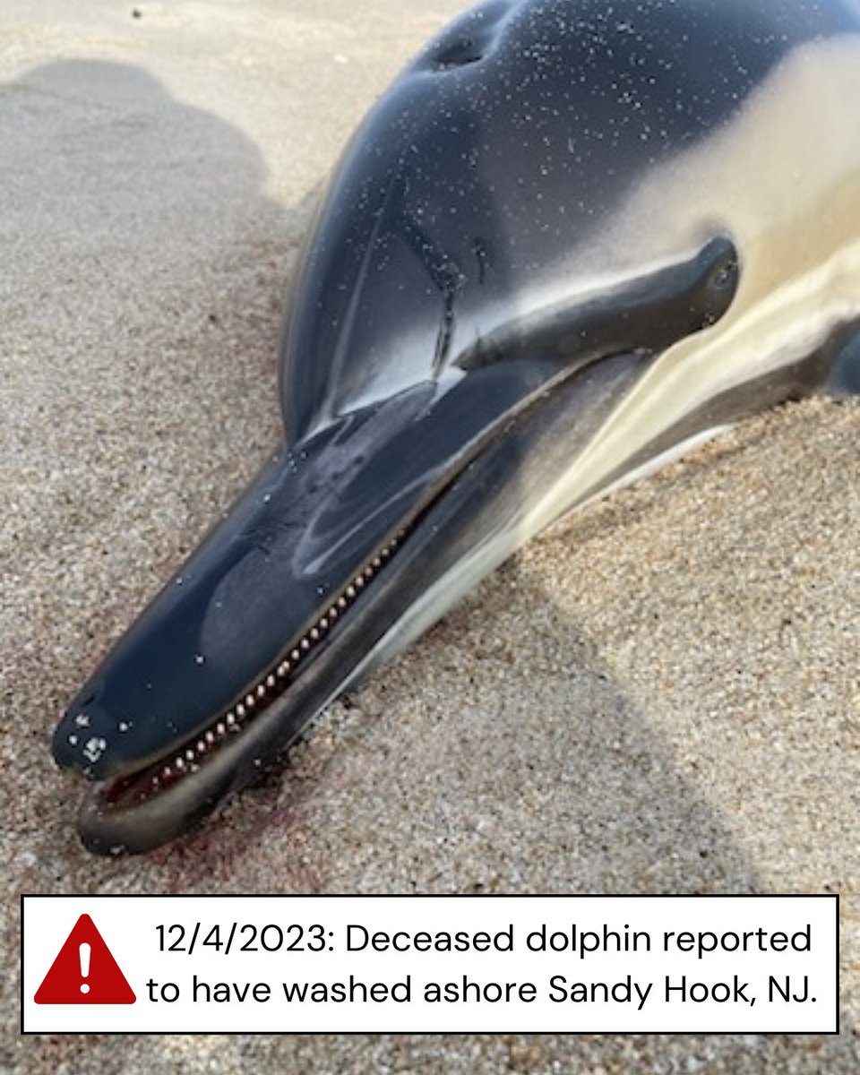 Clean Ocean Action tweet media