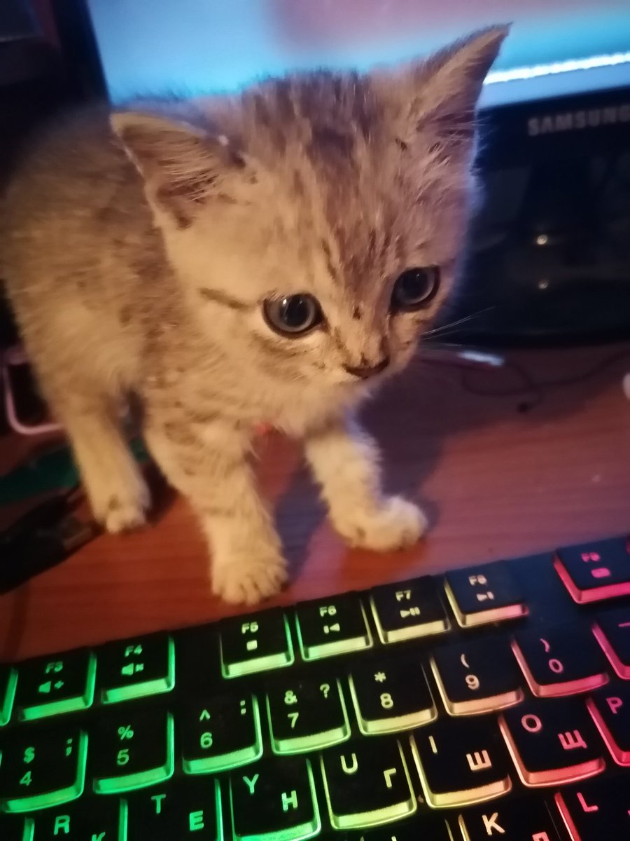 tuan93_'s tweet photo. как жить целый год без этих замечательных котят парня 😔😔 https://t.co/9koTPPct1n
