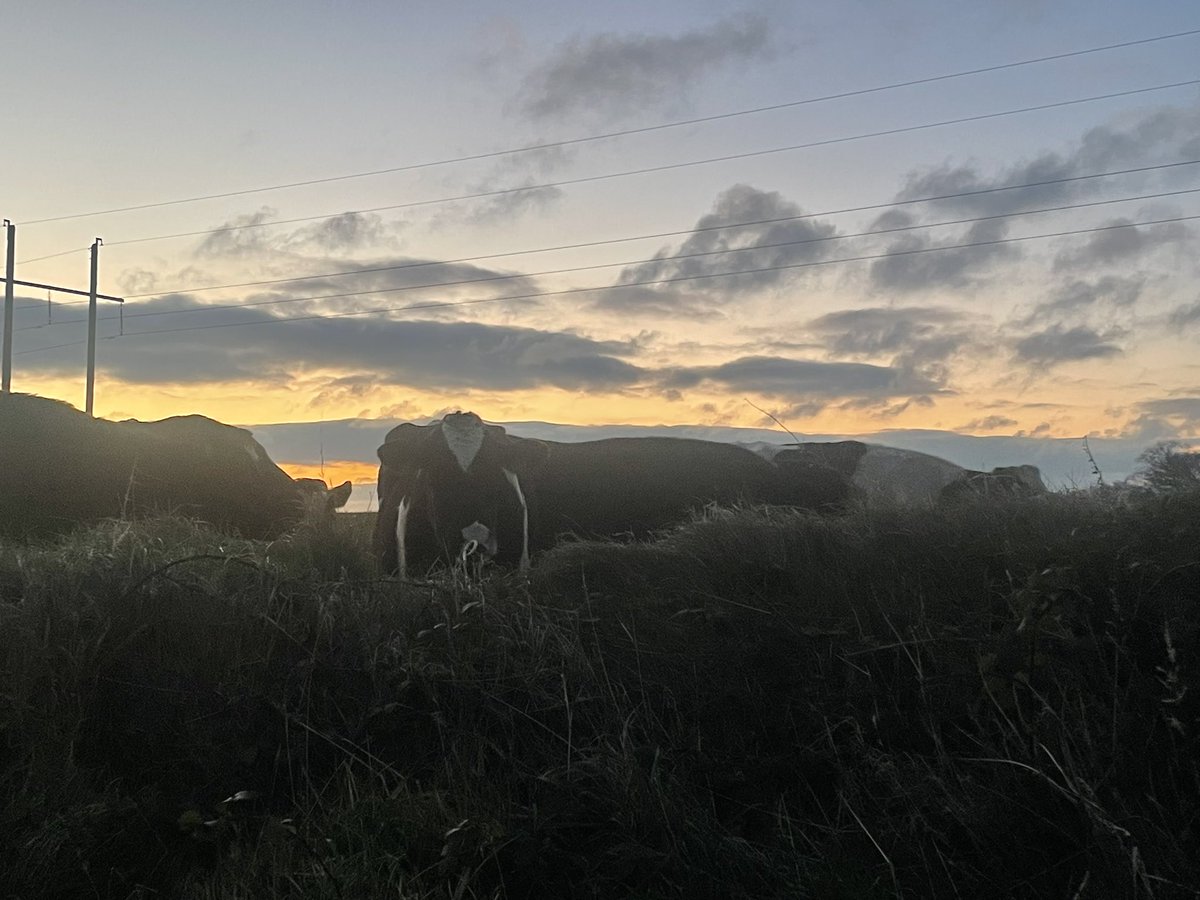 alizarn's tweet photo. Also early risers #cowsoftwitter #sunrise #WinterMeetings #WinterWonderland #cork #Ireland https://t.co/YFJPO3A2L0