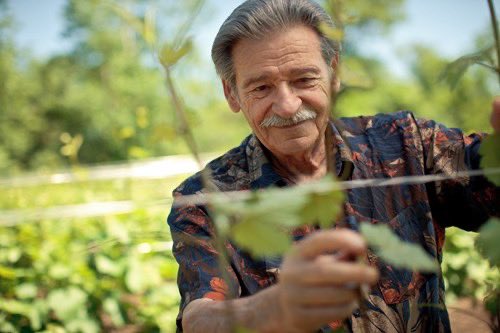 Paul Bosc Sr. was a trailblazer who played a pivotal role in shaping our Ontario grape &amp; wine industry. His foresight in planting vinifera varieties &amp; sharing of knowledge &amp; viticulture research have made a significant impact. We extend our heartfelt condolences to his family
