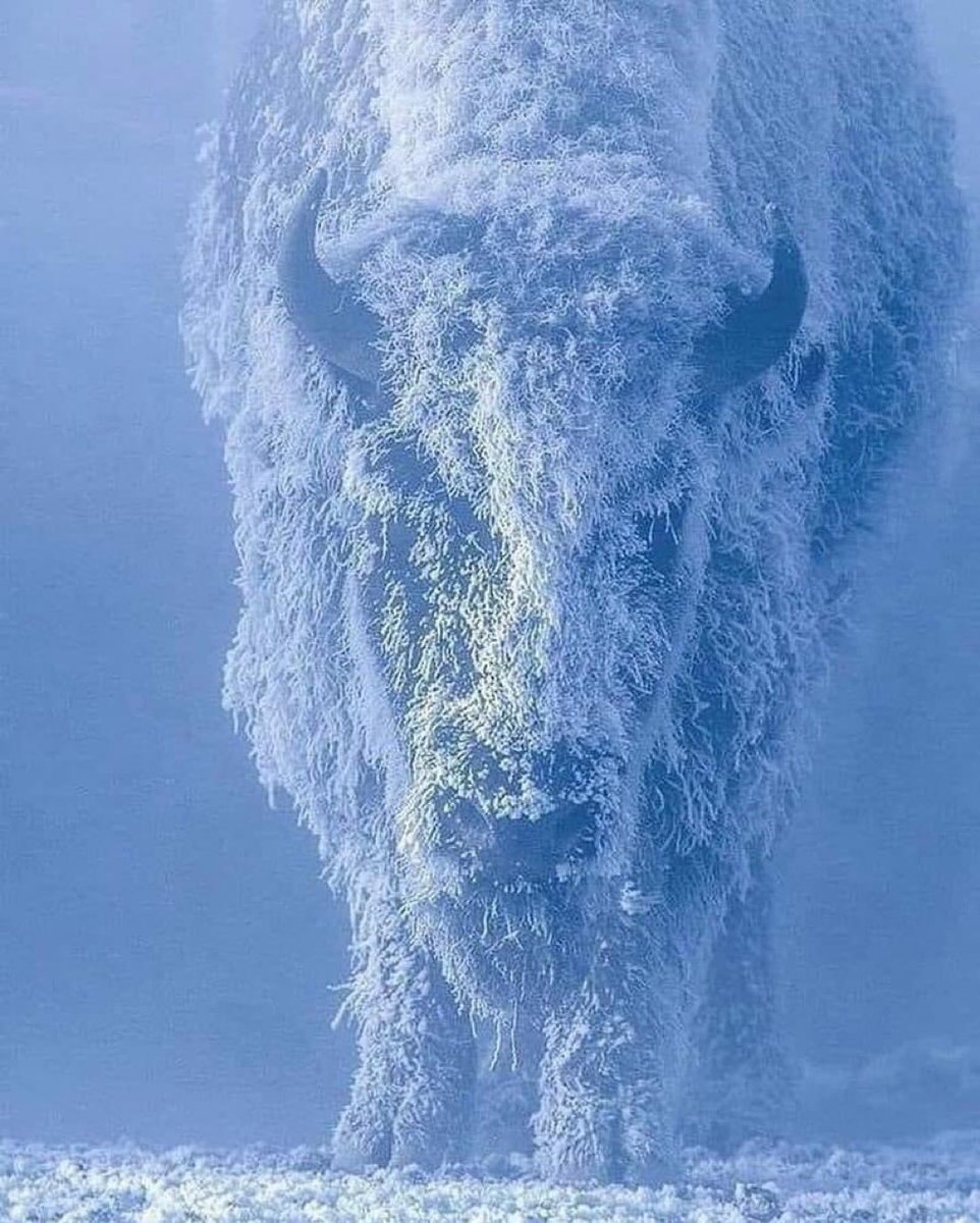 Bison are the only animal that turn into a snowstorm rather than away from it because they instinctively know that walking into the storm will get them out of the weather quicker. There may be a life lesson for humans in this. It also makes for some epic pictures.