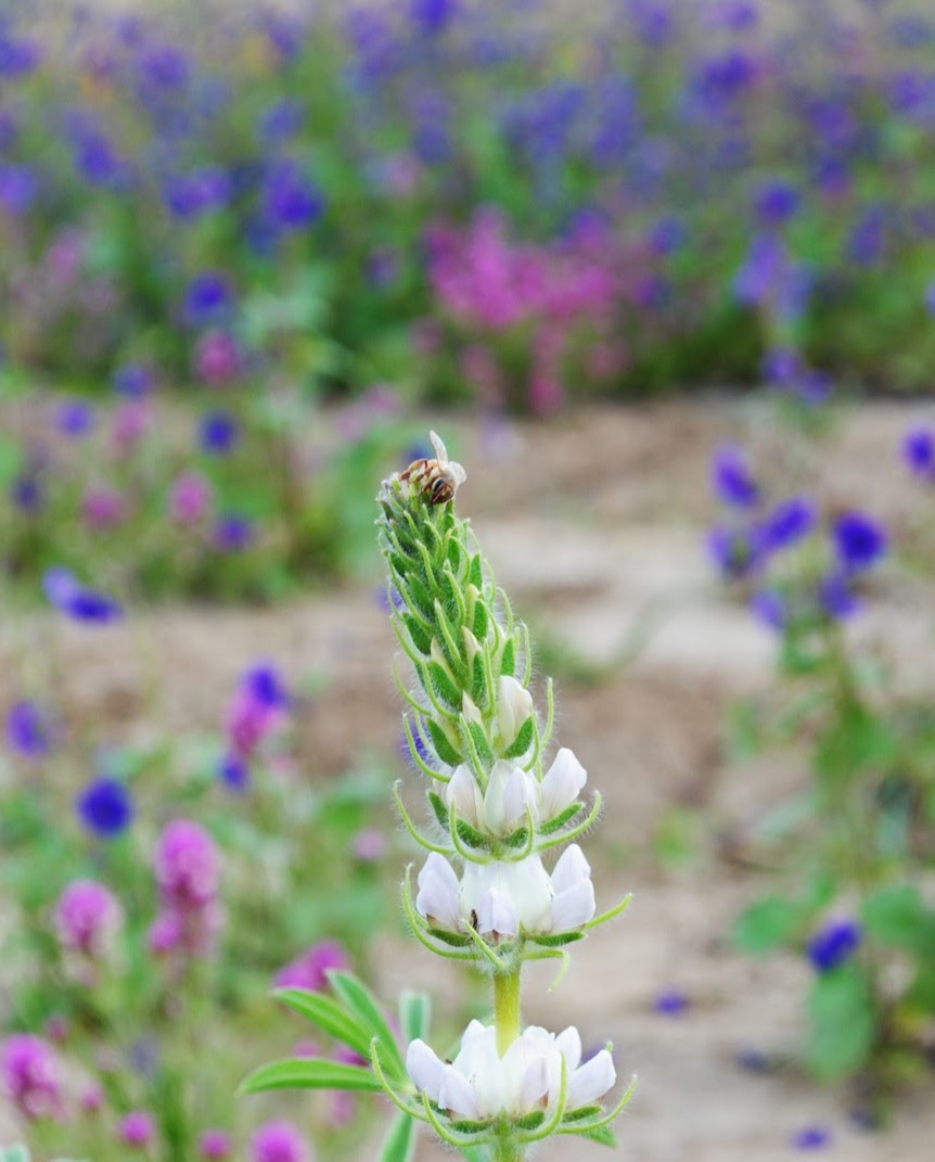Irvine Ranch Conservancy's commitment to native plant restoration involves collecting and cultivating diverse seeds such as California Poppies, Coastal Paintbrush and Silver Lupine. Learn more about our plant material research and efforts at bit.ly/32mXIER! 🌎