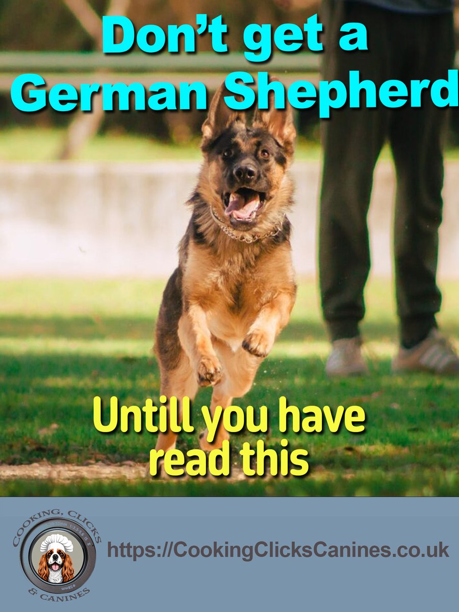 BurfieldWallis's tweet image. Unraveling the German Shepherd Mystique: A Guide to Your Next Canine Companion

#GermanShepherd #DogGuide #PetCompanions #GermanShepherdLove #SmartDogsofIG #DogCompanions #GSDNation #CanineIntelligence #PawsomePals #ShepherdLife #DogsofTech  #GSDObsessed

cookingclickscanines.co.uk/2023/12/04/ger…