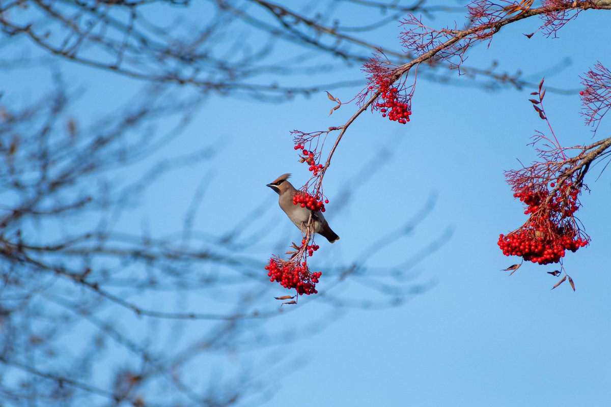 leeslater1990's tweet photo. One of my favourite winter birds and they’re back this year in amazing numbers, including 52 … 52! in Norwich recently

📍 Costessey, Norwich 
📅 25th November 
🐦 Bohemian Waxwing 

#waxwings #wildlifephotography 

@WaxwingsUK https://t.co/nlZDIt73ss