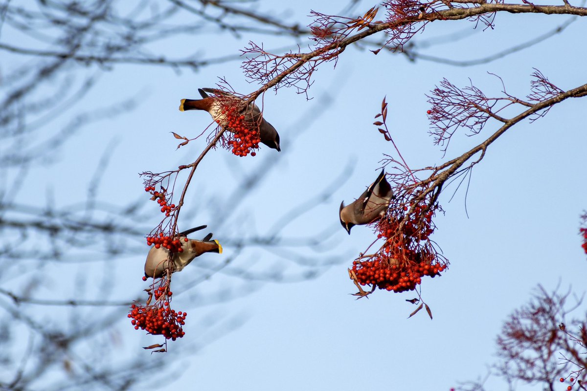 leeslater1990's tweet photo. One of my favourite winter birds and they’re back this year in amazing numbers, including 52 … 52! in Norwich recently

📍 Costessey, Norwich 
📅 25th November 
🐦 Bohemian Waxwing 

#waxwings #wildlifephotography 

@WaxwingsUK https://t.co/nlZDIt73ss