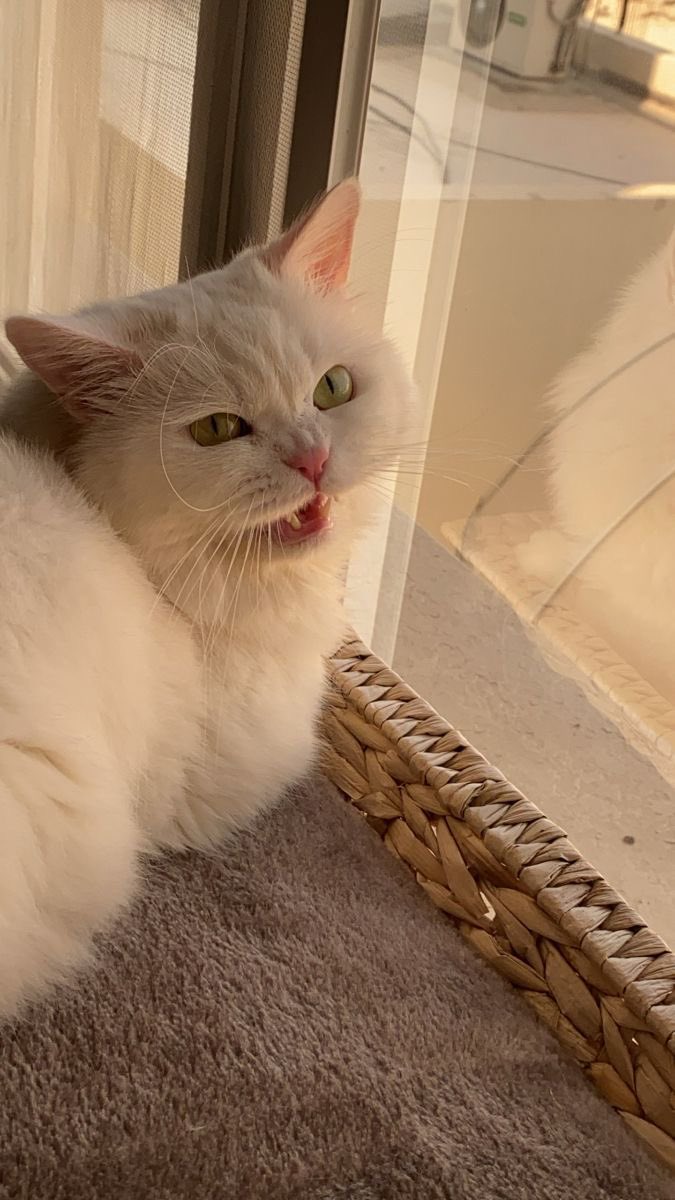 محتواي عباره معلومات مجمعه من كل مكان في مكان واحد ♥️

📍صفقات سبوت و فيوتشر 
📍تعليم تداول 
📍محتوي علمي 
📍تتبع محافظ الحيتان
📍توزيع فلوس مسابقات 

كل شي موجود عندنا و بتقدر تكلمي اذا عندك قناه قويه تريد تسريبها رح نسربها لك و نعرض كل شي مجانا و بس 🌺🤍

تابعني  @tren_nd ✨