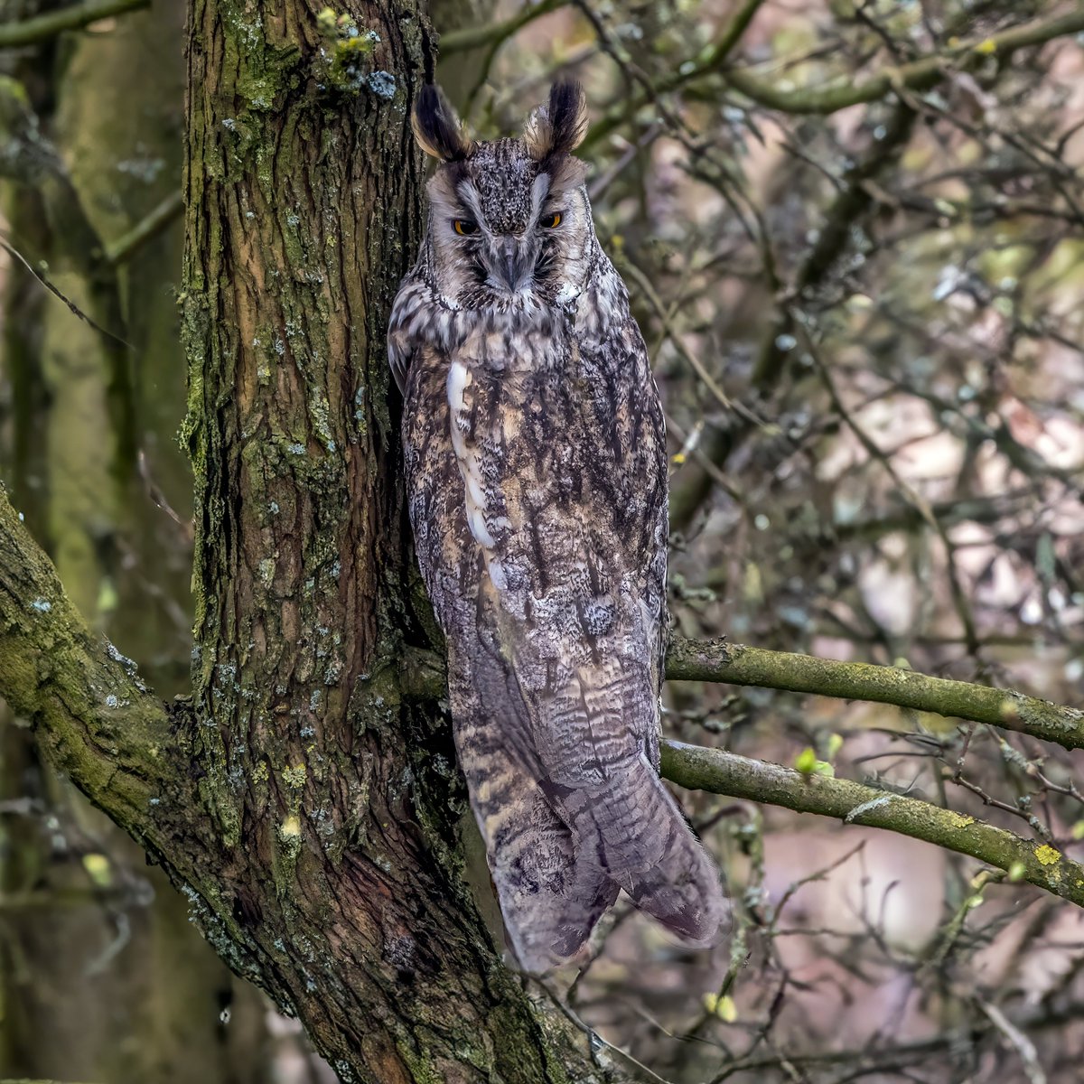 Long-eared owl #Birds