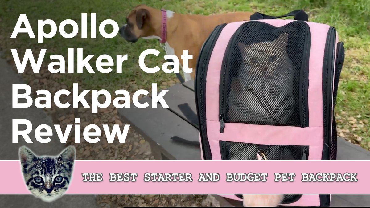 catsnkittys's tweet image. 🐱 Ready for a cat adventure? Exploring the great outdoors with your cat? 🌲

Check out our review of the Apollo Walker Cat Backpack and hit the road with your furry friend! 

➡️➡️➡️ youtu.be/CmuONYJODtA

#CatTravel #PetGear #CatLovers #TravelWithPets #AdventureCats