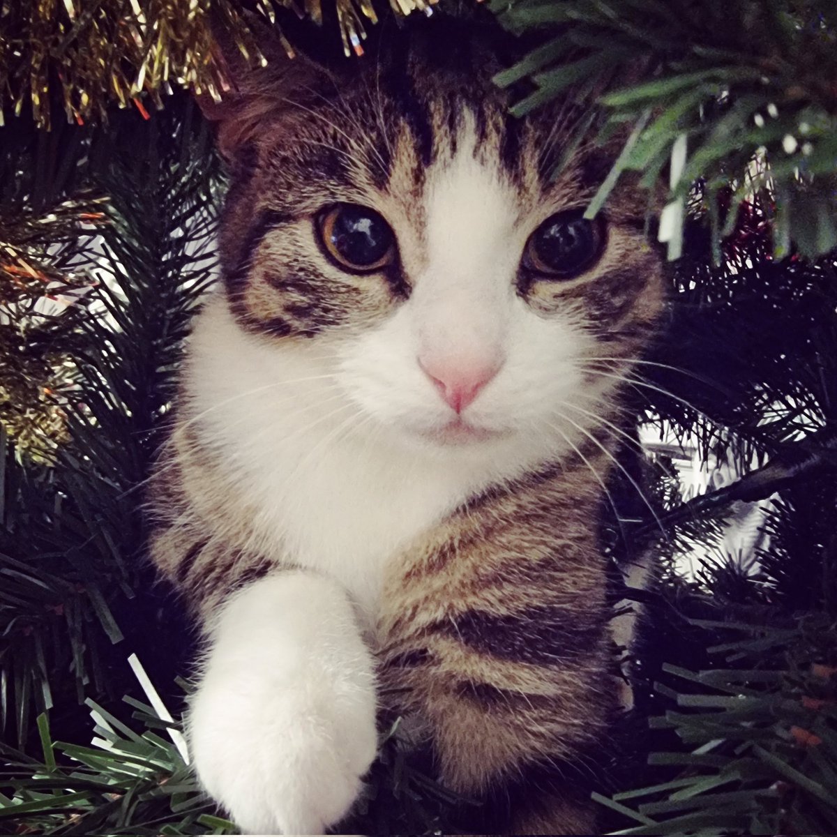 Let's get another kitten, they said. Isn't he cute, they said...... GET HIM OUT OF MY TREE, I SAID!! 😡 XX #menace #kitten #tabbycat #tabby #Christmas #christmastree #troublemaker