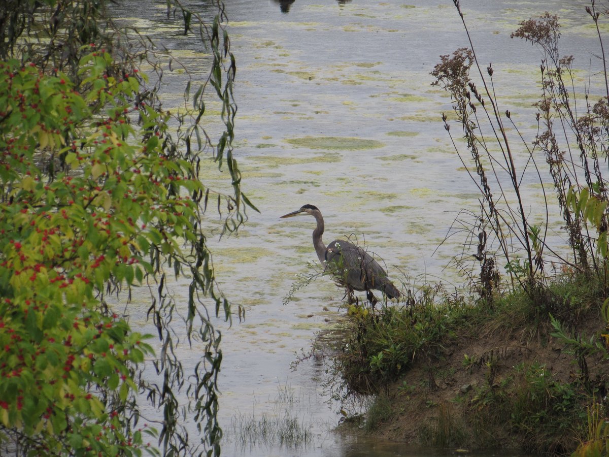 The great blue heron, surrounded by the foliage, from October 2023, photo by me.  #outmybackdoorbydenise #greatblueheron #heron #foliage #autumn2023 #outdoors #NaturePhotography #nature #birds #Ohio