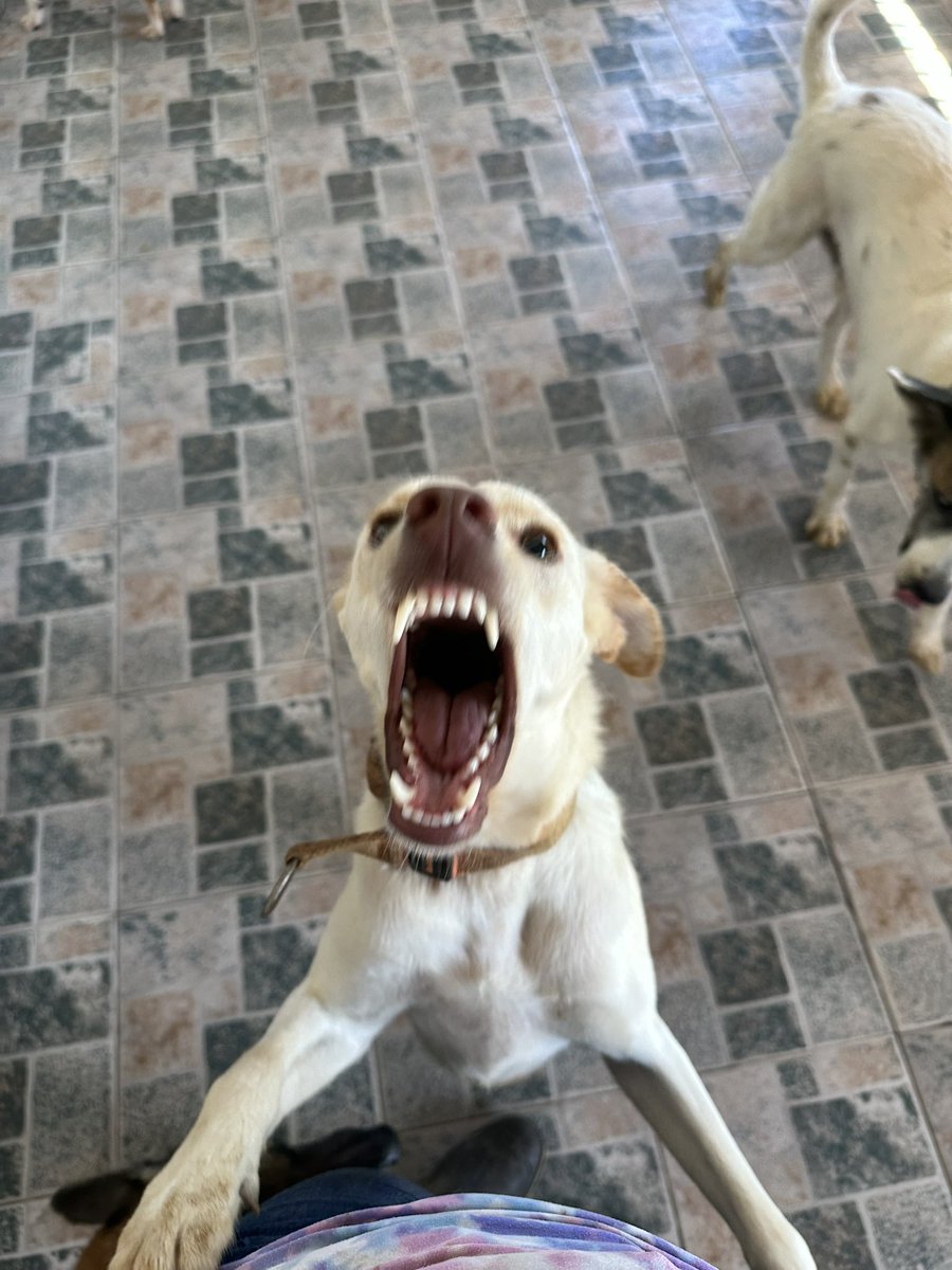 ayudemosapluto's tweet photo. #BaileyAP π€ And his peculiar way of showing his teeth π€£ He is beautiful and super happy and active all the time.
We are $55 short for the 8/10 bag, is anyone willing to support us? No matter the amount, it all adds up π€π»πΆ Thank you very much in advance for supporting us. https://t.co/E3Eju09u7V