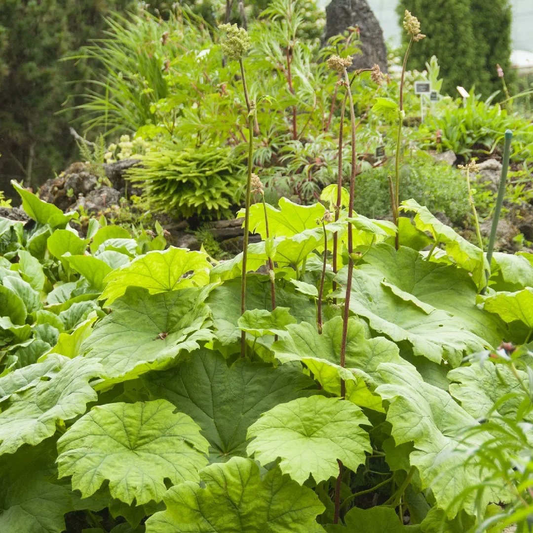 daily plants tweet media