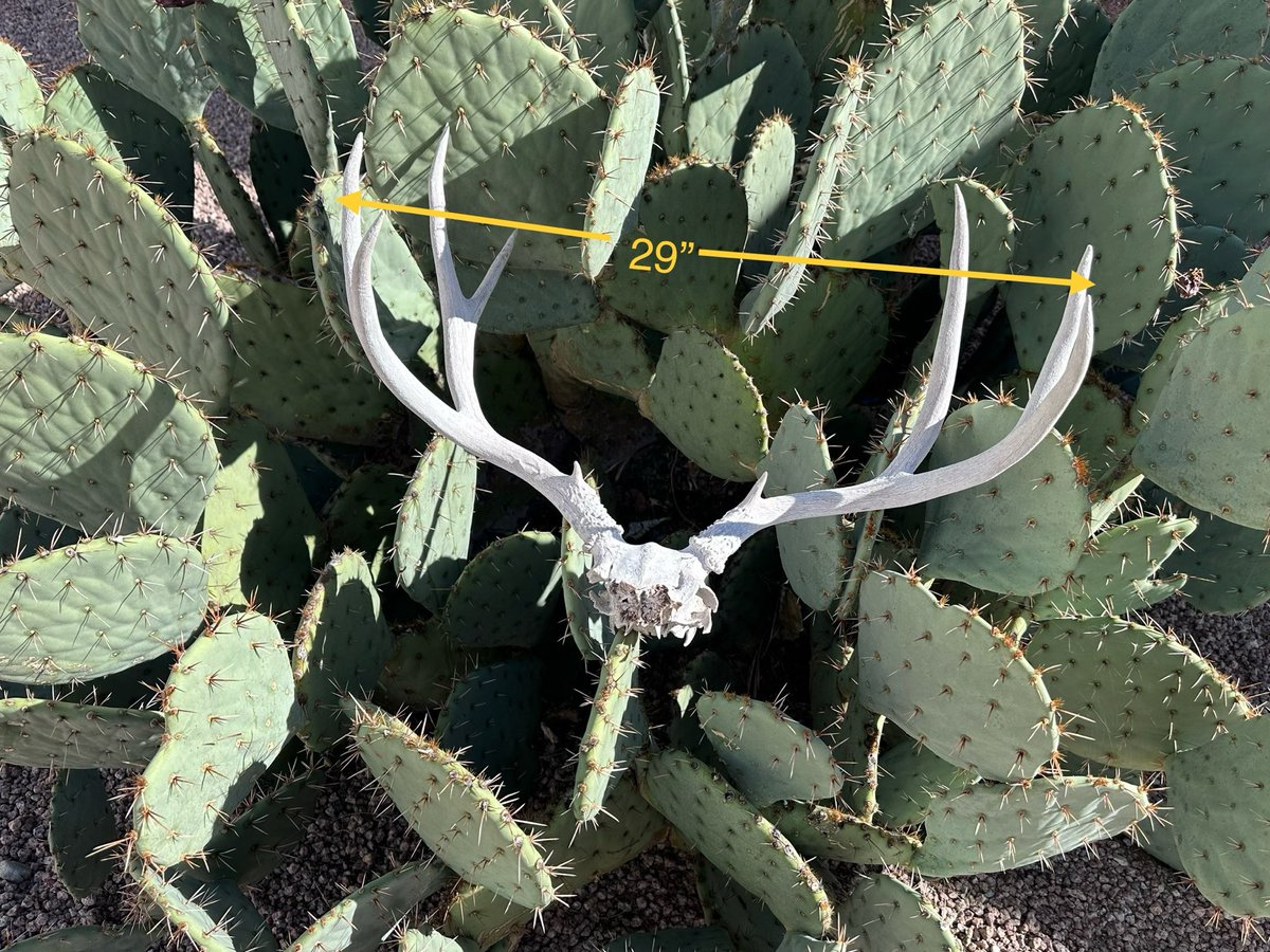JeffHintz's tweet photo. Nice find where I was Quail hunting this morning. https://t.co/siV8mN1bF4