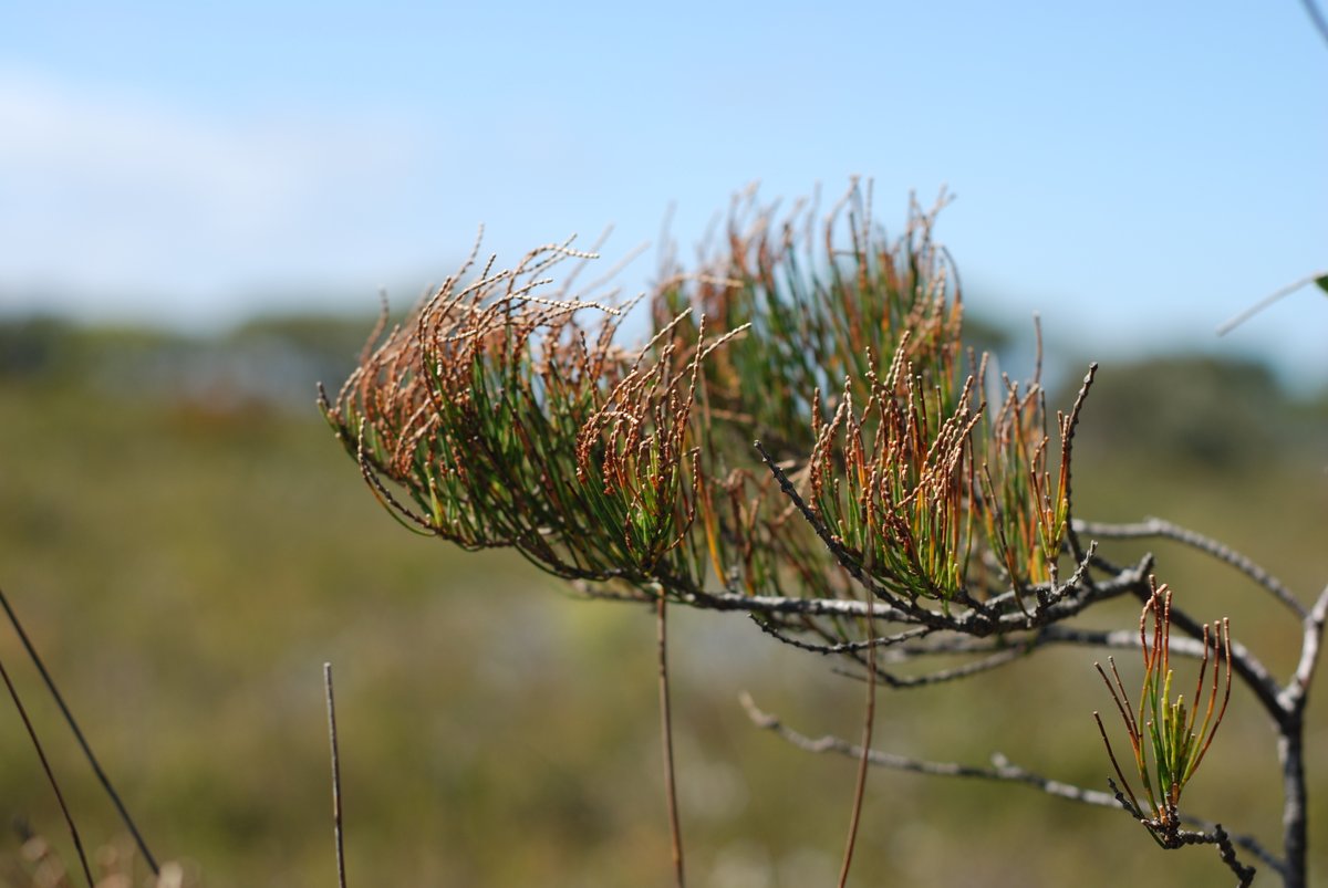 Tas_Land's tweet photo. This 🌞 we are setting up long-term mon at Eagle Rock Reserve. The reserve is home to #threatened species such as the #orangebelliedparrot, #wedgetailedeagle, #spottedtailedquoll & #tasdevil. We’re v interested in the status of 16 threatened flora, including endangered #orchids. https://t.co/Uy4Lb1X90e