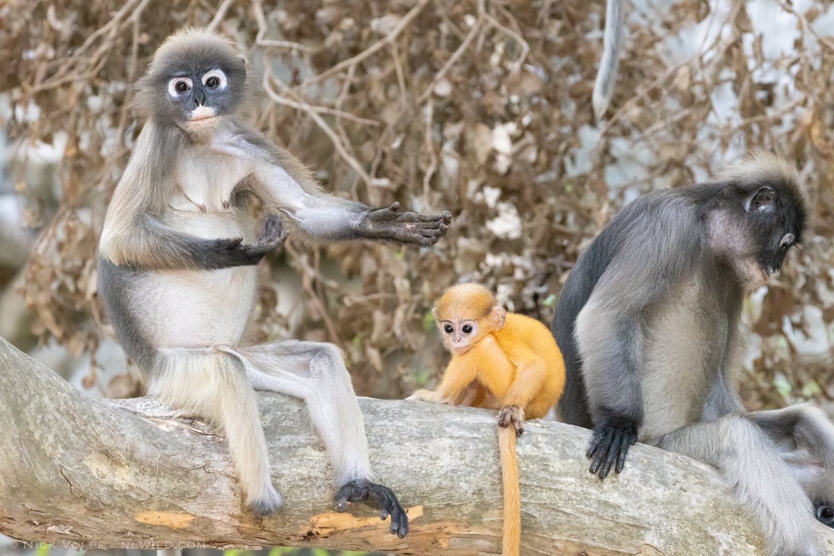 Nick Volpe tweet media