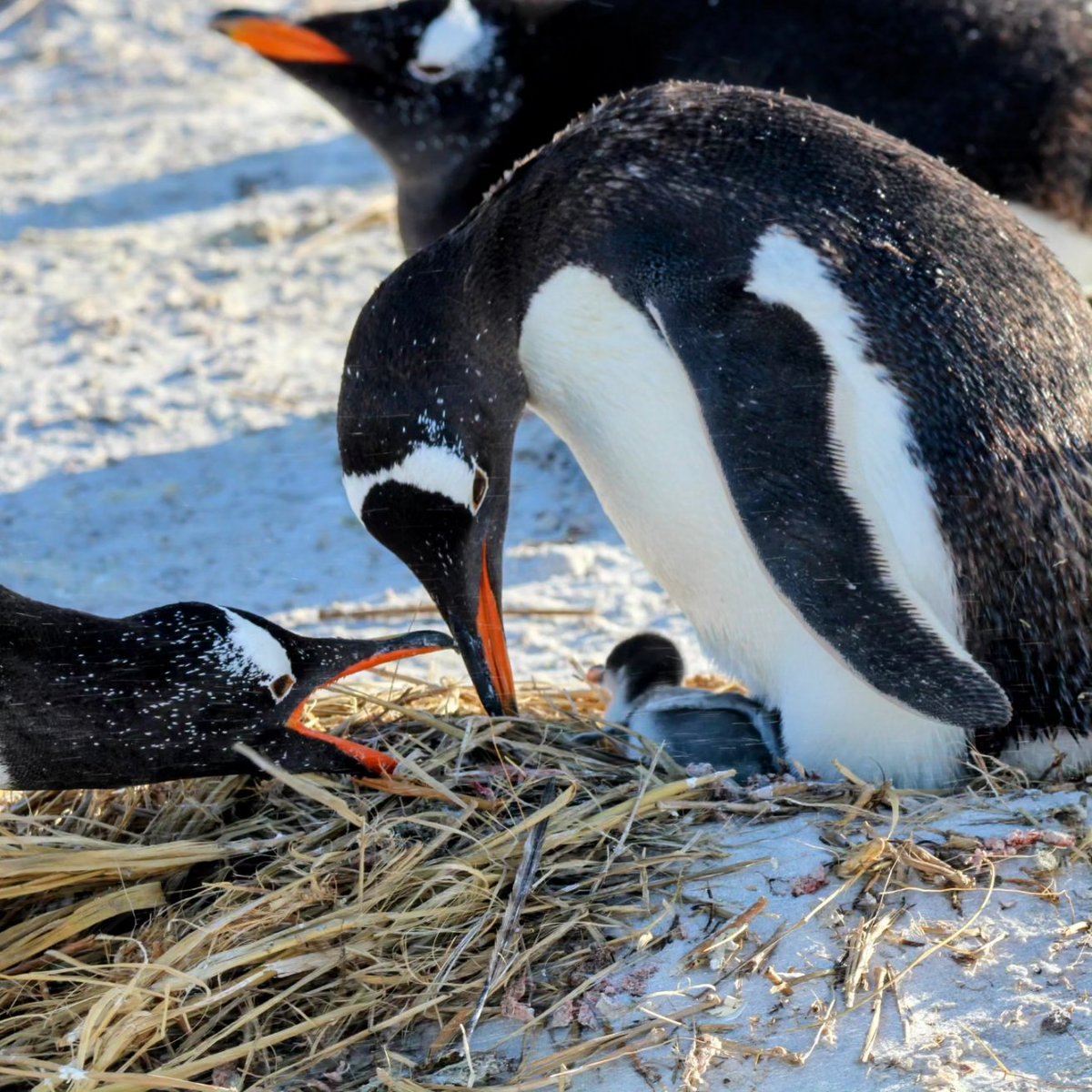 Becky Clark tweet media