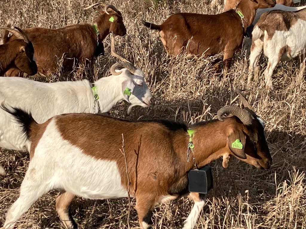 Goats On The Go® teamed up with <a href="/Nofence_AS/">Nofence</a> to equip five of our affiliates with a pilot of their virtual fencing system this past grazing season. Visit nofence.no/en-us/ to learn more!☀️🐐

#goatgrazing #targetedgrazing #goats #invasiveplants #virtualfencing #nofence