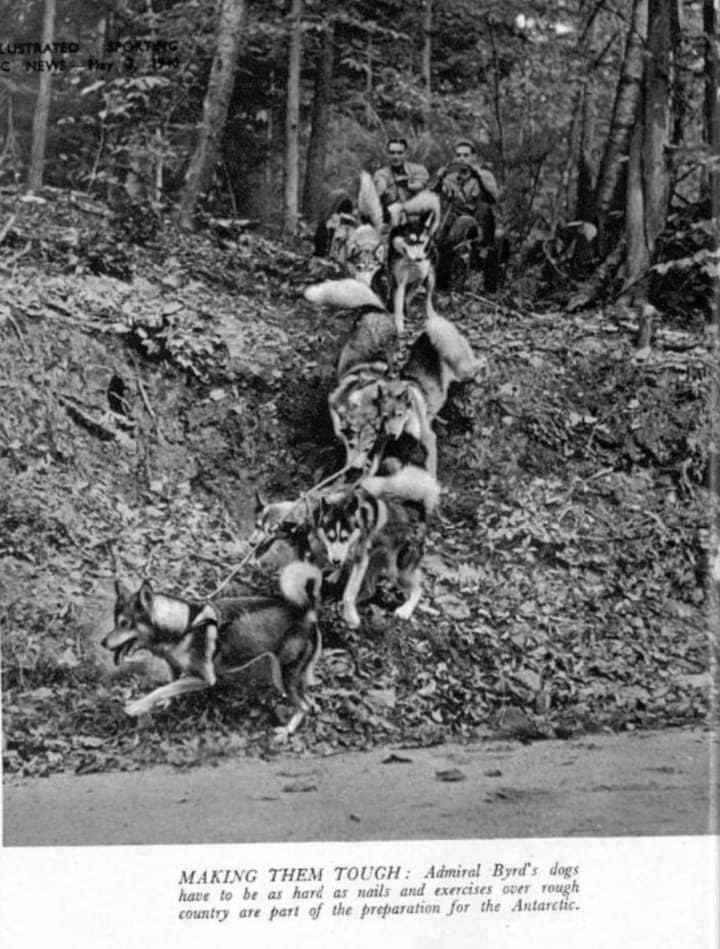 LHusky2023's tweet photo. Milton Seeley at Wonalancet Kennel 1940
British Newspaper Archives 
https://t.co/VBORN2ABCY
#Huskies were procured from #Labrador https://t.co/iR3aoD0GVJ