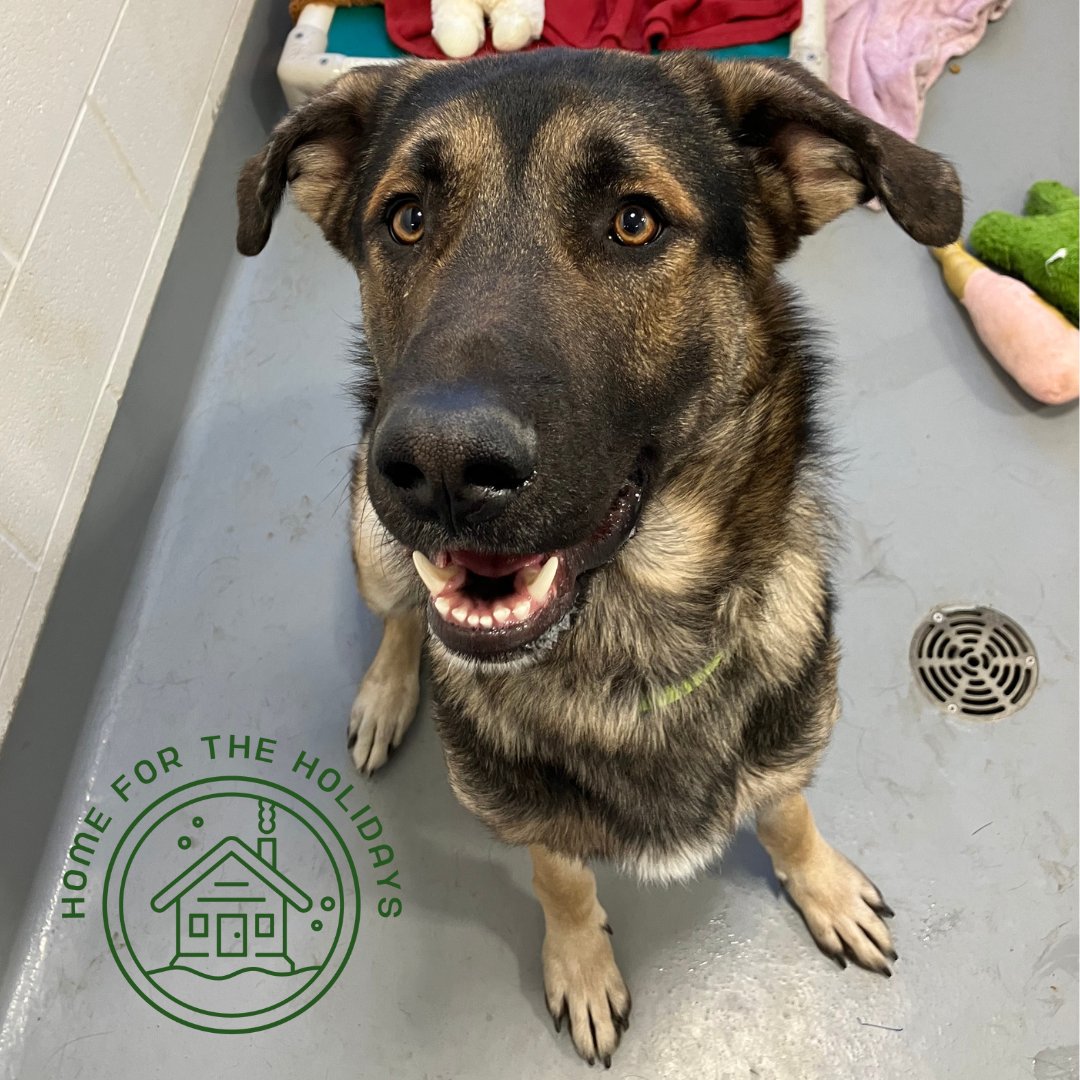 CalgaryHumane's tweet photo. Meet Max! 🐶 He would do best in an active household where he can get lots of exercise and stimulation. Max also has potential to live with both kids and other dogs! 🐾

Book your adoption appointment today! https://t.co/ayvHfNljb7

#YYC #Adopt https://t.co/M87S7su10j