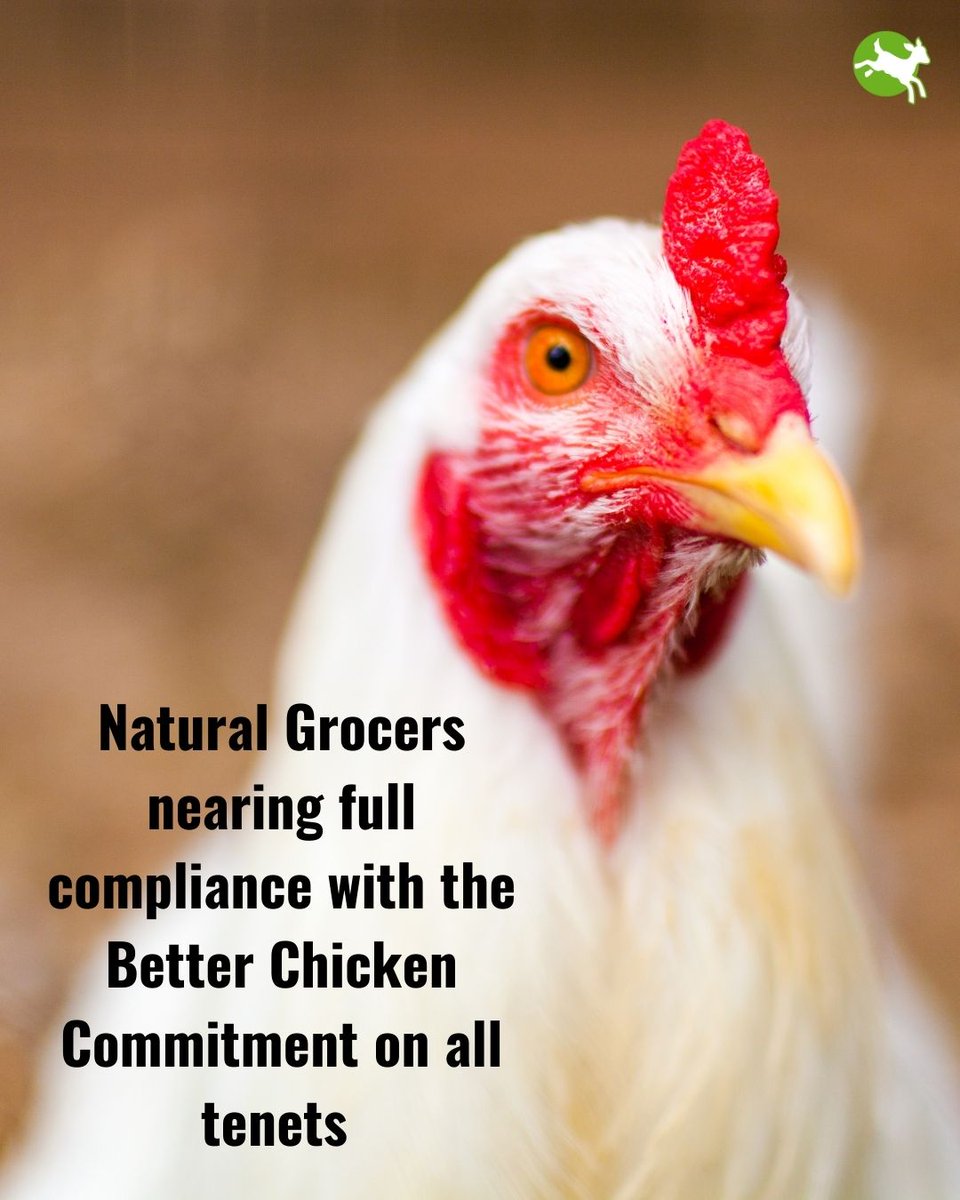 ciwfusa's tweet image. Broiler Working Group, @NaturalGrocers just published a roadmap towards the #BetterChickenCommitment and is already compliant on most tenets! We commend Natural Grocers for taking positive steps to create a better life for their chickens.

BCC Roadmap -&amp;gt; bit.ly/3NamQTV