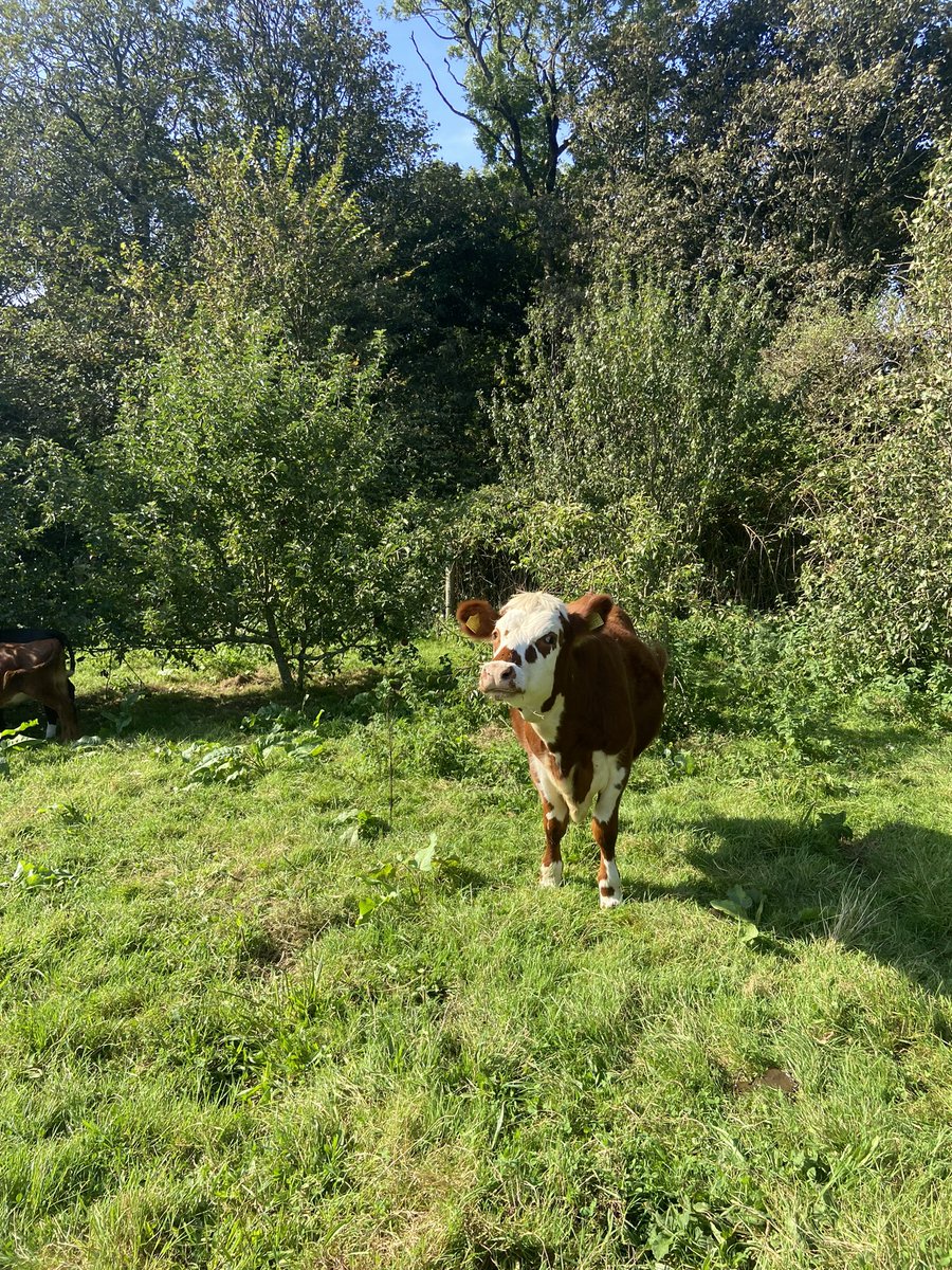 Whistle Hill Beef and Dairy (@kian_hocking) on Twitter photo Chose to spend the first half of the week in London via the air as opposed to being at home with the cows, to do my bit for the #environment
Your welcome <a href="/AdeAdepitan/">Ade Adepitan</a>
#beef #solutiontoanonproblem #carboncapture Chose to spend the first half of the week in London via the air as opposed to being at home with the cows, to do my bit for the #environment
Your welcome <a href="/AdeAdepitan/">Ade Adepitan</a>
#beef #solutiontoanonproblem #carboncapture