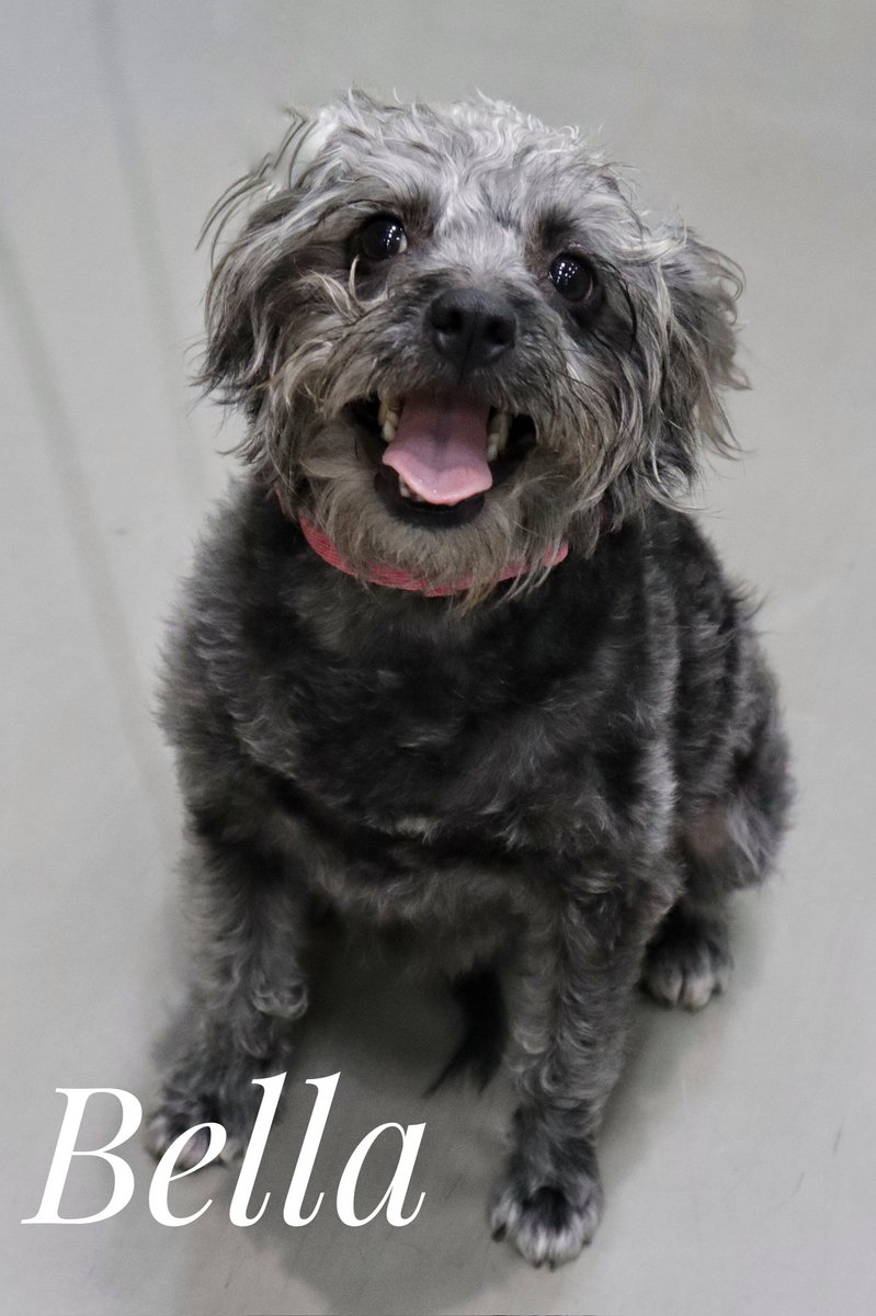 Pequeñita, muy cariñosa le gusta que la carguen. Fué encontrada atropellada hoy busca un hogar
Informes WhatsApp 8183628441 con <a href="/alycemar64/">Alicia Martinez</a> o ven a conocerla este DOMINGO de 2 a6 en PETCO GARZA SADA <a href="/AtentosMTYSur/">Atentos Mty Sur ¡vecinos en acción!</a> <a href="/AVISOSMTY/">AVISOSMTY</a> <a href="/aztecacomunidad/">#ComunidadAzteca</a> <a href="/ComunidadMTY/">Comunidad Monterrey</a> @DistritoTec #adopta