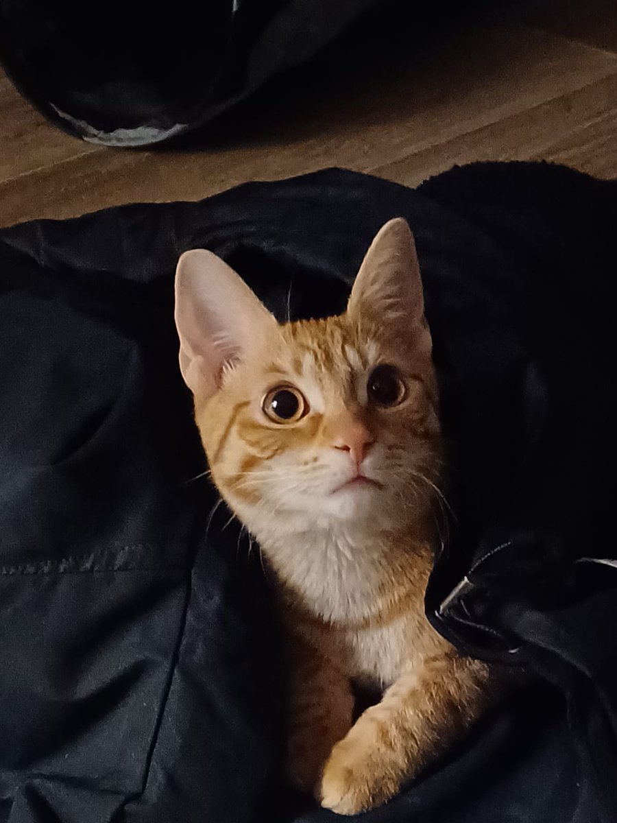 No brain 
Just floof