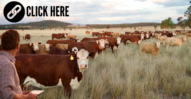 FarmsPrairies's tweet photo. Business of the year, presented by @DeloitteCanada, went to @OneCupAI!

It won thanks to its detection and record-keeping software, BETSY, which is a unique AI-driven solution to monitor #livestock.

See what BETSY can see ⬇️

#WestCdnAg #AgNews #AgTwitter #AgChat #Cows #Sheep