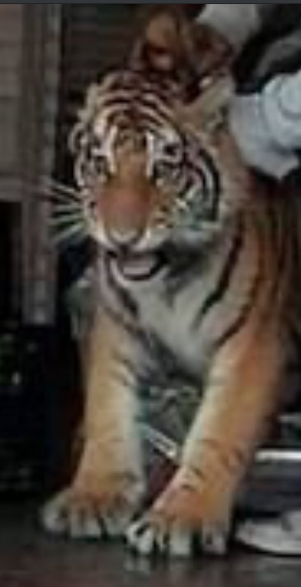 ToroBerrinches's tweet photo. @TercerIncomodo Pues no soy de Hidalgo, pero merece la pena ser compartida: 

Un taquero, que por su acción me hace suponer que ya está casado, saco a un tigre que se metió en su local a jalones y arrastrando 😂 https://t.co/IBTblHs5Xf
