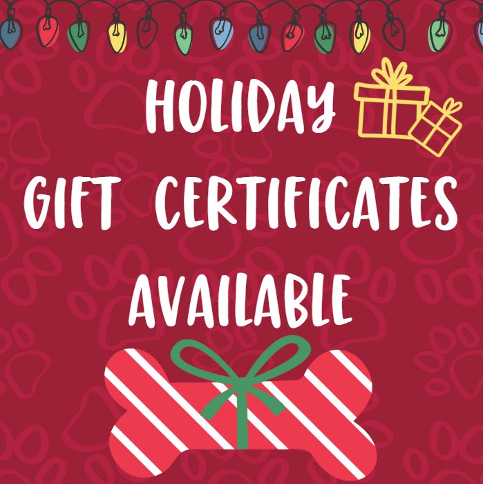 Give the gift of Camp! 🎁 Gift certificates are available