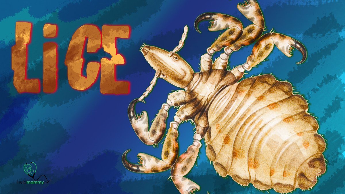 Helpmommycom's tweet image. Lice…most parents hate even hearing the word. If your concerned that your child might have lice and want to discover pediatricians advice on what to do: buff.ly/46NpPbU 
#headlice #lice #parenting #schoolproblems