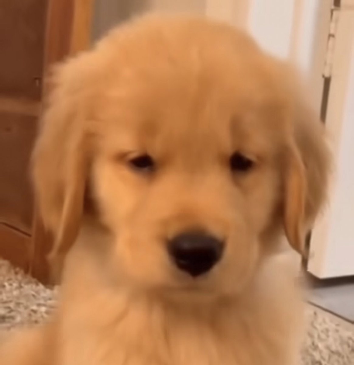 takemybear 🐶 tweet media