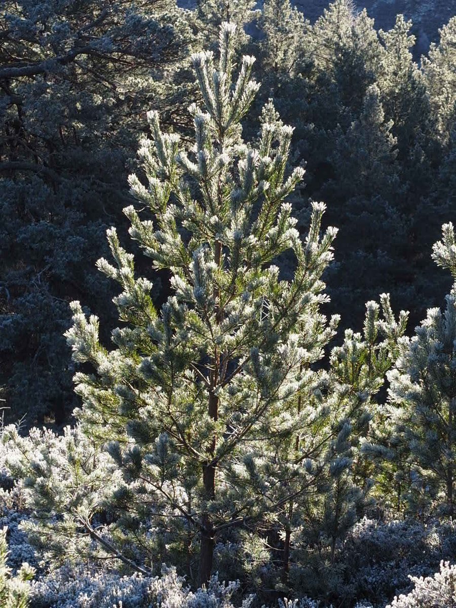 Magical scenes yesterday and the hoar #frost really highlighting the young regeneration. Breathtaking winter wonderland. @ScotlandTBP @Rewilding #WinterWonderland