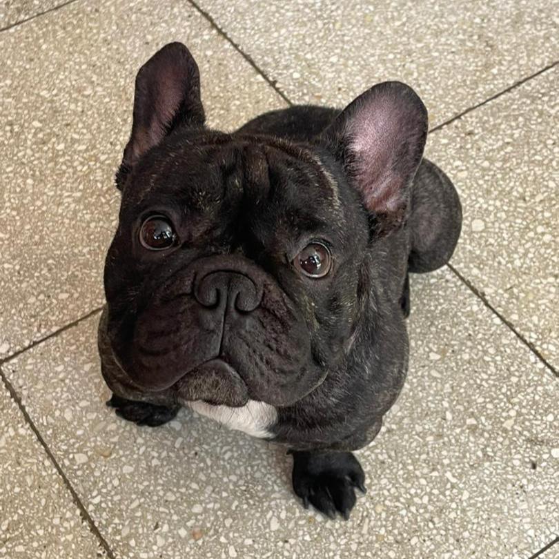 bac_org's tweet photo. 🆘🆘🆘 ATENCIÓN URGENTE/ COMPARTAN EN TODOS LOS GRUPOS Y PLATAFORMAS🆘🆘🆘🆘

FUERON ROBADOS estos dos perritos de raza bulldogs franceses y sus tutores andan desesperados buscándolos. Por favor necesitamos la ayuda de todos los que puedan colaborar buscando a estos perritos y detectando a los ladrones que lo tienen 😭😭😭 que han destruido la paz espiritual de una familia que los tienen y los quieren como hijos. Una se llama Dorita que es la hembra de color Carmelita y el otro nombrado Roko de color negro. Fueron robados en la siguiente dirección: Patio de la casa 120 y 9na en Playa. Cualquier información escribir de manera urgente a los teléfonos:

53702128
54709670

AYUDA URGENTE. COMPARTAN TODOS.  BASTA YA DE GENTE VAGA🆘🆘🆘🆘🆘 que quieren hacer dinero a costa del sufrimiento de otros.

P.D: Se da una recompensa de $ 500