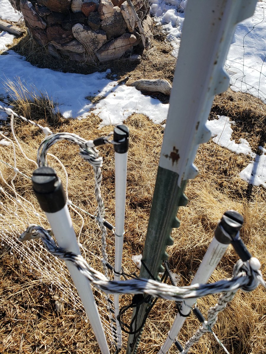 BensHensFarm's tweet photo. @silvopasturist I use a separate fiber post to keep the connection from touching the T-post. 

In addition, for the birds, I try to keep the gap close near the bottom, but far enough to allow the fence to be pulled tight. https://t.co/j6zV7ptCUz