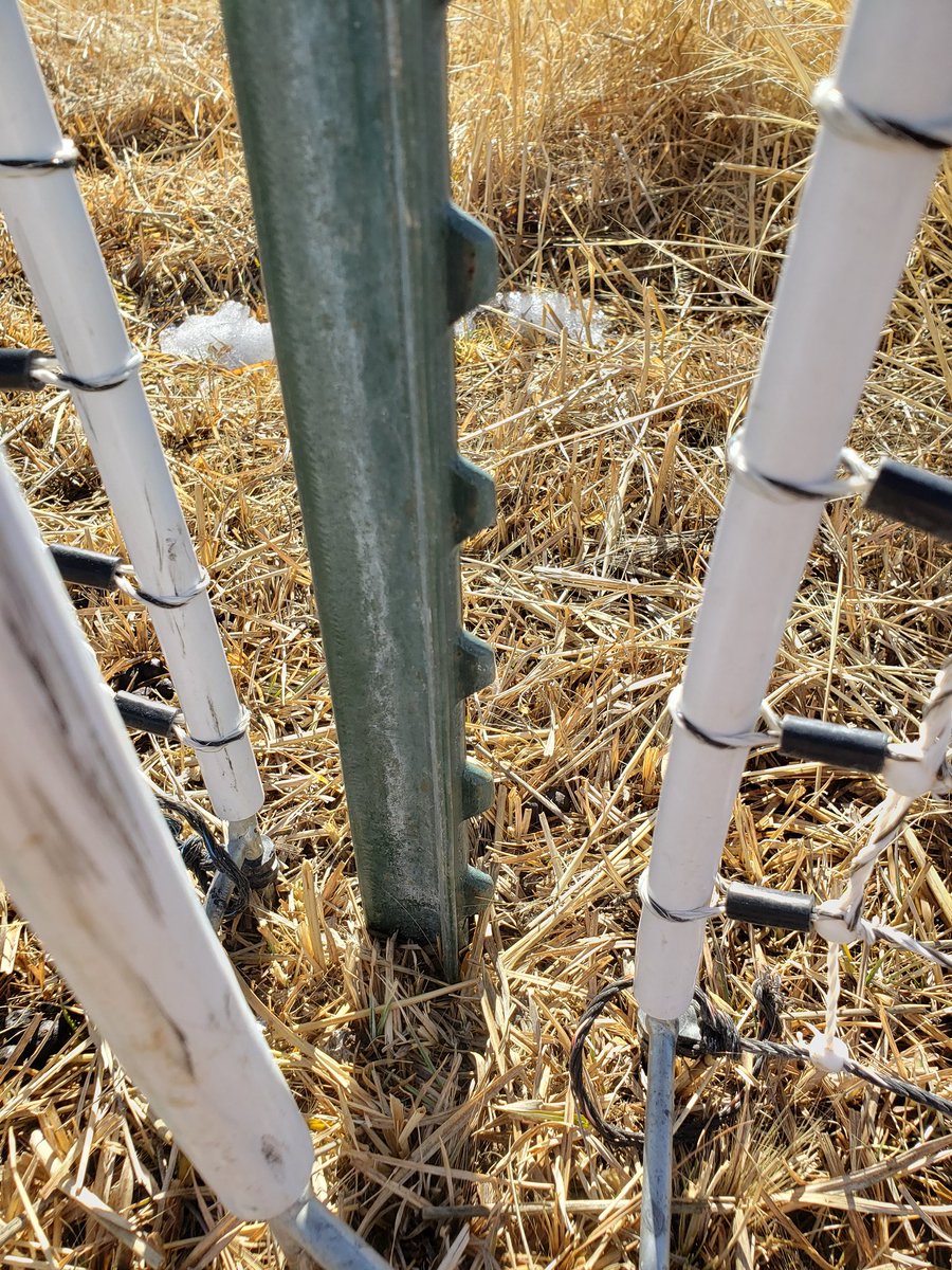 BensHensFarm's tweet photo. @silvopasturist I use a separate fiber post to keep the connection from touching the T-post. 

In addition, for the birds, I try to keep the gap close near the bottom, but far enough to allow the fence to be pulled tight. https://t.co/j6zV7ptCUz