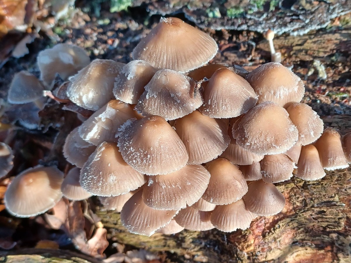 #MushroomMonday Some frosty common bonnets found at Bramhall Park Cheshire.