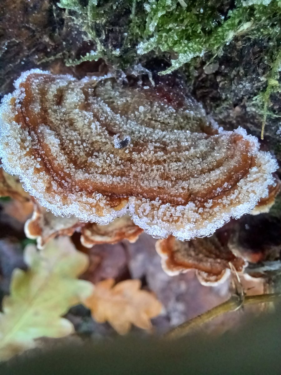 #MushroomMonday A frozen Turkeytail (Trametes versicolor) Bramhall Park Cheshire.