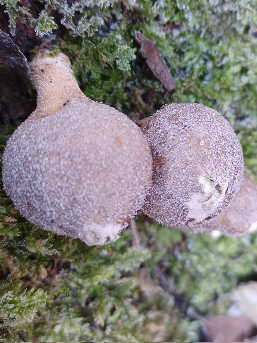 #MushroomMonday Frozen puffballs looking like Christmas baubles. Bramhall Park Cheshire.