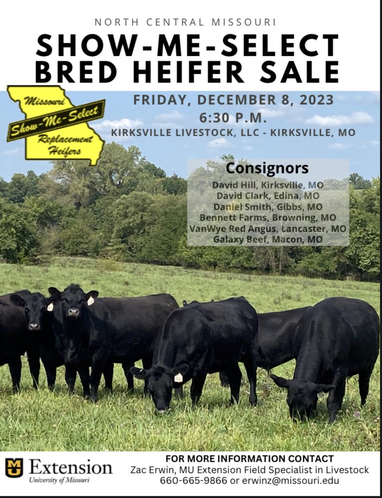 MOLivestock's tweet photo. Show-Me-Select bred heifer sale this Friday night 6:30 pm at Kirksville Livestock. Reputation cattle from a reputation program. #ExtendMU #2xAG2030 https://t.co/3sRYhlgLzg